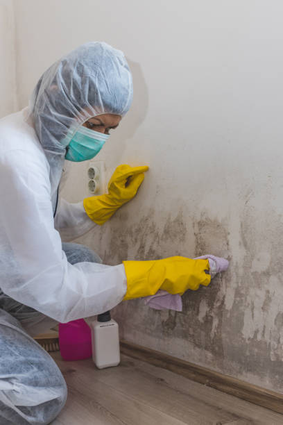 Best Commercial Mold Inspection  in Englewood, TN