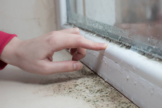 Best Comprehensive Air Testing for Mold Contaminants  in Englewood, TN