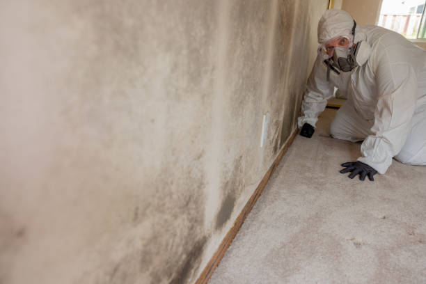 Best Industrial Mold Remediation  in Englewood, TN