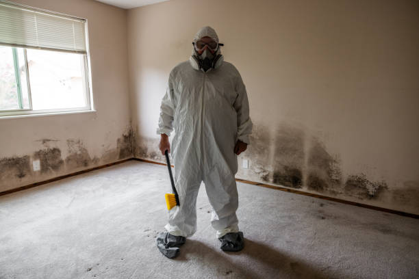 Best Attic Mold Removal  in Englewood, TN